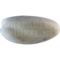 Witwenpfeifgans (Dendrocygna viduata)