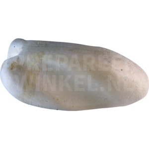 Pijlstaarteend (Anas acuta)