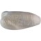 Smew (Mergellus albellus)