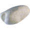 Velvet scoter (Melanitta fusca)