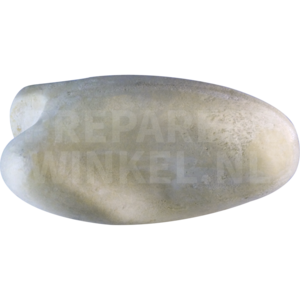 Black hornbill (Anthracoceros malayanus)