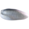 Pfeifschwan (Cygnus columbianus)