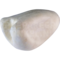 Collared dove (Streptopelia decaocto)