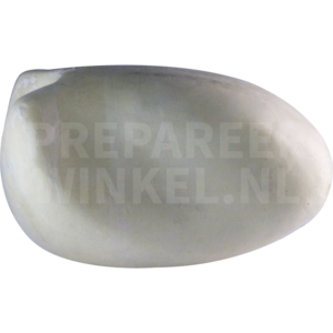 Weißer Pfau (Pavo cristatus mut. alba)