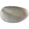 Wallichfasan (Catreus wallichii)