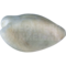 Bonte lijstergaai (Garrulax ocellatus)