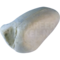 Großer Alexandersittich (Psittacula eupatria)