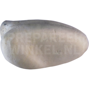 Rotsteißkakadu (Cacatua haematuropygia)