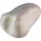 Scholekster (Haematopus ostralegus)