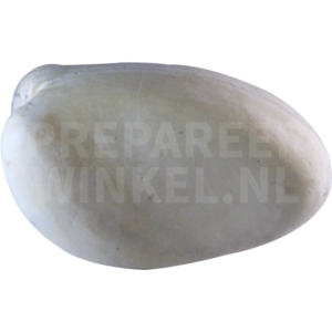 Regenbrachvogel (Numenius phaeopus)