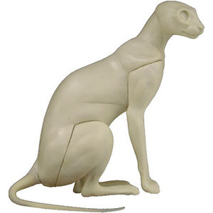 Hauskatze (Felis catus / Felis domesticus)