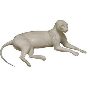 Huiskat (Felis catus / Felis domesticus)