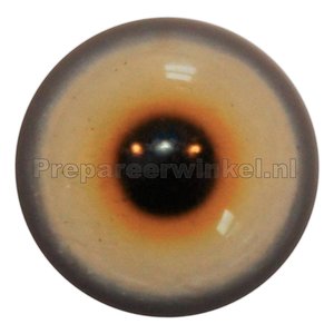 Rotmilan (Milvus milvus)