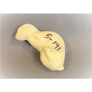 Grauhörnchen (Sciurus carolinensis)