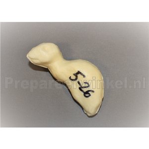 Eichhörnchen (Sciurus vulgaris)