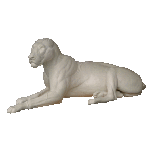 Löwe (Panthera leo)