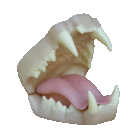 Mountain lion jaw-set (Art. Jx-010)