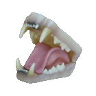 Mountain lion jaw-set (Art. Jx-009)