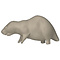 Beaver (Castor fiber / canadensis)