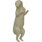 Waschbär (Art. DT-G-WAS7-R)