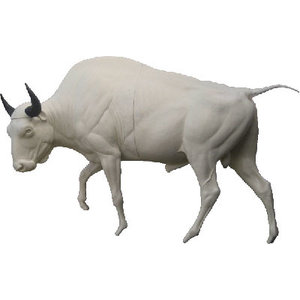 Bizon (Bison bison)