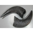 American buffalo horns (Art. HO/B003)