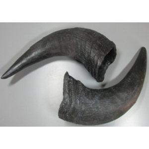 American buffalo horns (Bison bison)