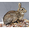 European rabbit (Oryctolagus cuniculus)