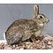 Europees konijn (Oryctolagus cuniculus)