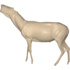 Red Deer (Art. SO-G-RH8-S-L)