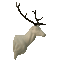 Red Deer (Cervus elaphus)