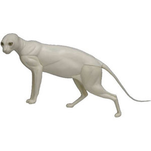 Wildkatze (Felis silvestris)