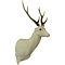 Sika deer (Cervus nippon)