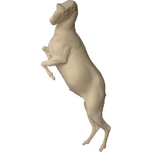 Alpensteinbock (Capra ibex)