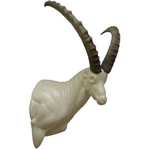 Alpine ibex (Capra ibex)