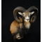 Mouflon (Ovis musimon)