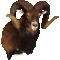 Mouflon (Ovis musimon)