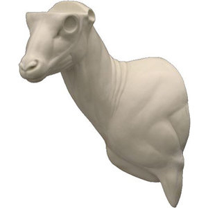 Mufflon (Ovis musimon)