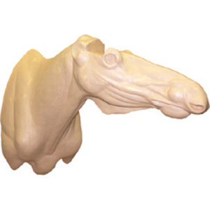 Elch (Alces alces)