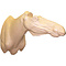 Elch (Alces alces)
