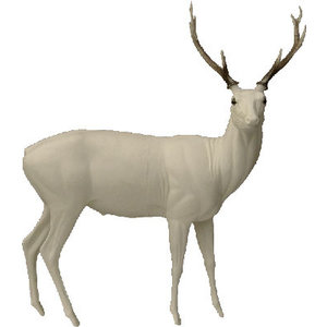 Sikahert (Cervus nippon)