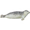 Harbour seal (Phoca vitulina)