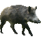 Wild boar (Sus scrofa)