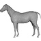Pferd (Equus ferus caballus)