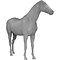 Paard (Equus ferus caballus)