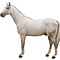 Paard (Equus ferus caballus)