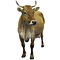 Cattle (Bos primigenius taurus)
