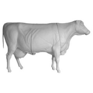 Hausrind (Bos primigenius taurus)