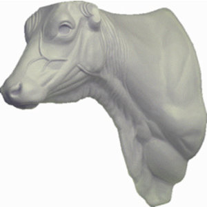 Hausrind (Bos primigenius taurus)