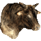 Cattle (Bos primigenius taurus)